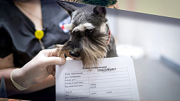 Подписан Закон "Об ответственном обращении с животными" - что изменится для заводчиков домашних питомцев