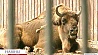 Минский зоопарк празднует свой 29-й день рождения