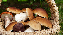 8 причин чаще есть грибы назвала врач