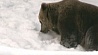 В столичном зоопарке Финляндии от зимней спячки пробудились медведицы