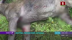 В Браславском районе обнаружили павшего лося - животное стало жертвой литовской колючей проволоки