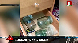 Житель Новополоцка в домашних условиях организовал производство конопли
