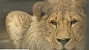 Львиный прайд в столичном зоопарке пополнился двумя королями джунглей