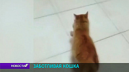 В Турции бродячая кошка привела своего больного котенка в ветеринарную клинику