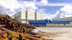 Беларусь наращивает долю импортозамещающей продукции в деревообработке 