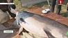 Редкую рыбу - американского веслоноса - начали разводить на Вилейщине