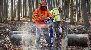 В Беларуси будут обучать специалистов лесной отрасли из России