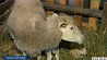 Гомельская область решилась на смелый эксперимент  - возродить овцеводство