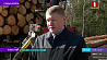 Делегации из России ознакомились с опытом белорусской лесозаготовки на примере Стародорожского лесхоза 