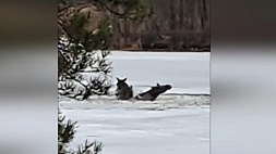 На озере Щаты спасли двух провалившихся под лед лосей