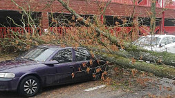 Повреждено 26 автомобилей, зафиксировано 165 случаев падения деревьев - МЧС о последствиях сильного ветра в Беларуси