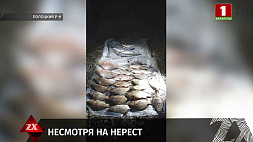 В Полоцком районе задержана группа браконьеров - ущерб составил 14 тыс. рублей