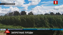 В Могилевской области стражи порядка обнаружили три участка, где росла конопля