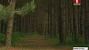 В Минлесхозе отмечают эффективность финского метода в профилактике лесных нарушений