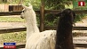 Белый самец ламы появился в Витебском зоопарке