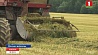 Южные районы Минской области приступили к уборке зерновых