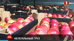 Более 80 тонн польских яблок пытались перевезти в Россию через Беларусь