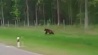 В окрестностях Минска живут медведи 