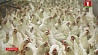 В Британии вывели кур, несущих целебные яйца
