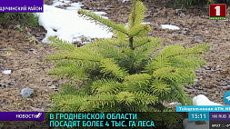 В Гродненской области посадят более 4 тысяч га леса