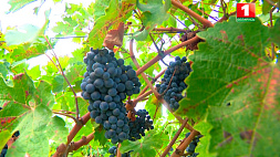 "Солнце и горы - главный секрет вкуса вина". В Дагестане развивают виноделие и выходят на белорусский рынок