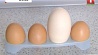 В  Могилевской области курица снесла яйцо весом 140 граммов 