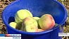 Хороший урожай яблок  планируют собрать в Гомельской области