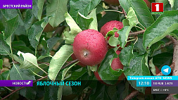 Яблочный сезон начался в Беларуси - в садах снимают урожай 