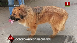  Следователи предъявили обвинение владельцу собаки, которая покусала 6 людей в Борисове