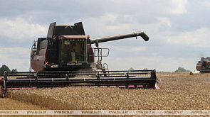 Уборочная-2024: Гродненская область собрала первый миллион тонн зерна с учетом рапса