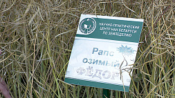 Жатва-2023: аграрии Минской области на старте уборки рапса