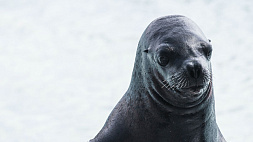 Милое нападение тюленя на АЗС в Австралии