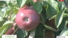 Почти 30 тысяч тонн яблок планируют собрать в этом году в Минской области