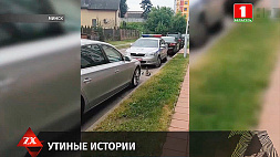 В Минске сотрудники ГАИ помогли утятам выбраться из канализации