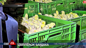 Почти 20 тысяч цыплят похитил сотрудник птицефабрики в Шклове