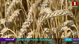 Новый рекорд: стоимость пшеницы выросла до 453 долларов за тонну