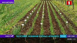 Белорусские ученые-аграрии предлагают вкусные и полезные новинки сезона