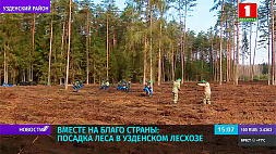 Вместе на благо страны: посадка леса в Узденском лесхозе