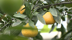 Ботанический сад проведет мастер-класс по выращиванию лимонов