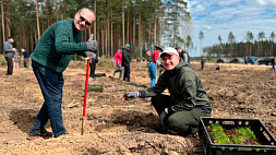 Белорусские дипломаты высадили более 10 тыс. саженцев сосен и берез в Жодинском лесничестве