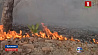 Легкие планеты задыхаются. Пожары в лесах Амазонии достигли рекордных масштабов
