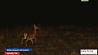 На север Беларуси завезли полсотни благородных оленей
