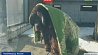 Теплолюбивый орангутан примерил одеяло в зоопарке Калининграда