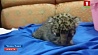 В аэропорту индийского города Ченнаи обнаружен маленький леопард