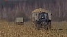 Кукурузные поля в Гродненском регионе почти месяц стоят нетронутыми
