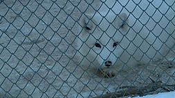 Узнали, как переносят морозы обитатели Минского зоопарка