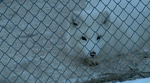 Узнали, как переносят морозы обитатели Минского зоопарка