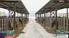 Молочный эликсир с логойских полей завоевывает белорусский рынок