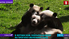 В Берлинском зоопарке вывели на прогулку маленьких панд 