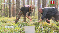 Бруснику уже можно собирать и в лесах Минской области